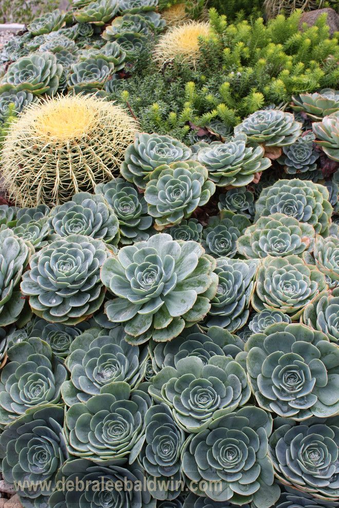 Waterwise Botanicals for a Eclectic Landscape with a Gardens with Succulents and Succulent Garden Vignettes by Debra Lee Baldwin