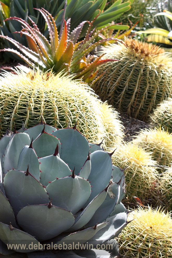 Waterwise Botanicals for a Eclectic Landscape with a Succulent Designs and Succulent Gardens by Debra Lee Baldwin