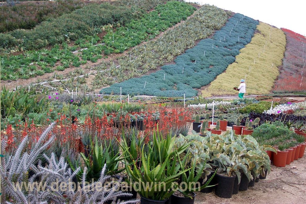 Waterwise Botanicals for a Eclectic Landscape with a Succulent Designs and Succulent Gardens by Debra Lee Baldwin