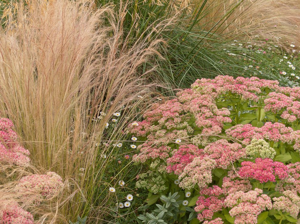 Xeriscape for a Traditional Landscape with a Mexican Fleabane Daisy and Great Plant Combinations by Le Jardinet