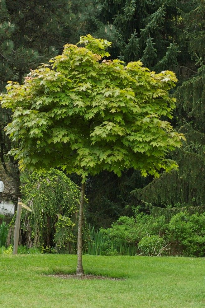 Maple Lawn Farms for a  Landscape with a  and 7 Wonders of the Plant World   Structural Plants by Cyan Horticulture