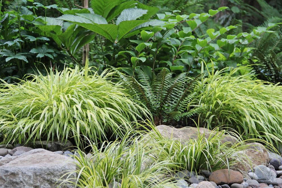 Soft Caress Mahonia for a Contemporary Landscape with a Creek and Lytle Road, Bainbridge Island   Shaded Creek by Bliss Garden Design