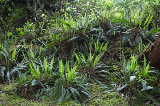 Soft Caress Mahonia for a  Landscape with a  and Blechnum Spicant.jpg by Cyan Horticulture