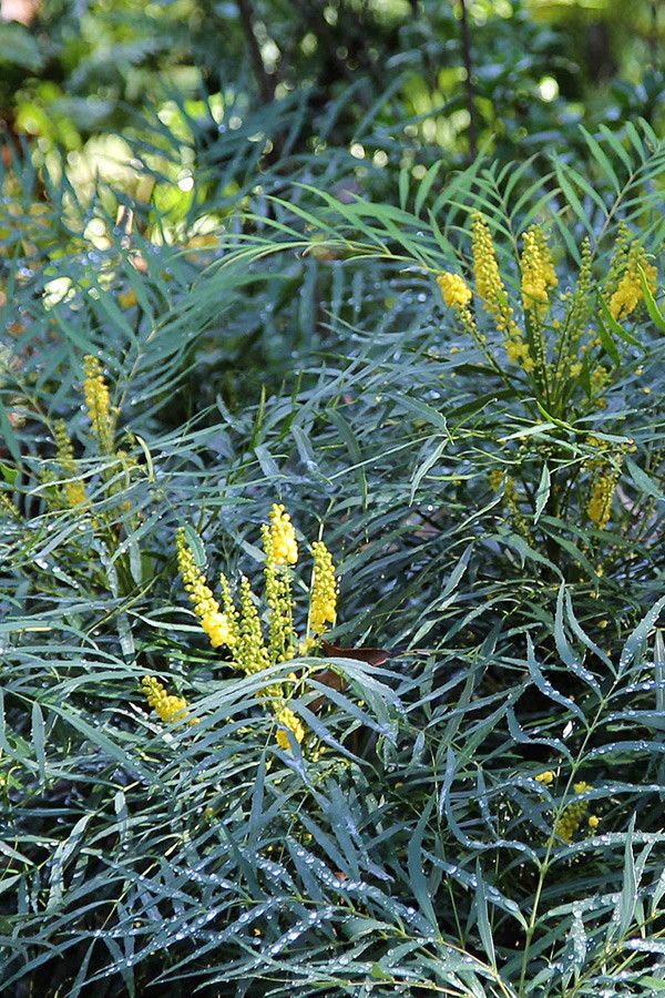 Soft Caress Mahonia for a  Spaces with a Mahonia Soft Caress Pp20183 and ‘Soft Caress’ Mahonia Mahonia 'Soft Caress' Pp#20183 by Sunset Western Garden Collection