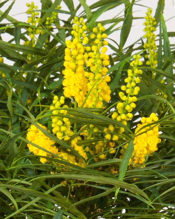 Soft Caress Mahonia for a  Spaces with a Soft Caress Mahonia and ‘Soft Caress’ Mahonia Mahonia Eurybracteata 'Soft Caress' Pp#20183 by Southern Living Plant Collection