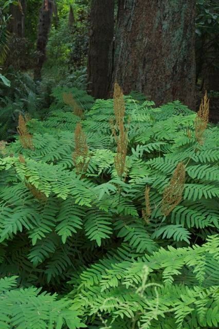 Solaire Silver Spring for a  Landscape with a  and Osmunda Regalis.jpg by Cyan Horticulture