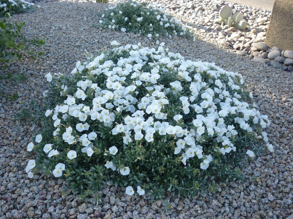 Solaire Silver Spring for a Mediterranean Landscape with a Bush Morning Glory and Bush Morning Glory by Mth Design Group