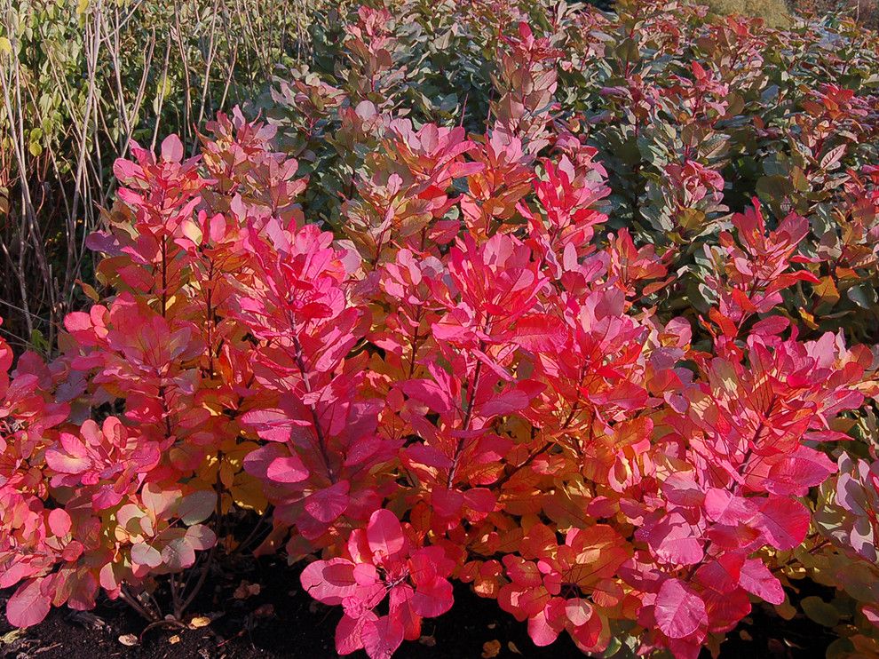 Adorne for a Traditional Landscape with a Cotinus Coggygria Old Fashioned and 'Old Fashioned' Smoke Bush by Concept Plants