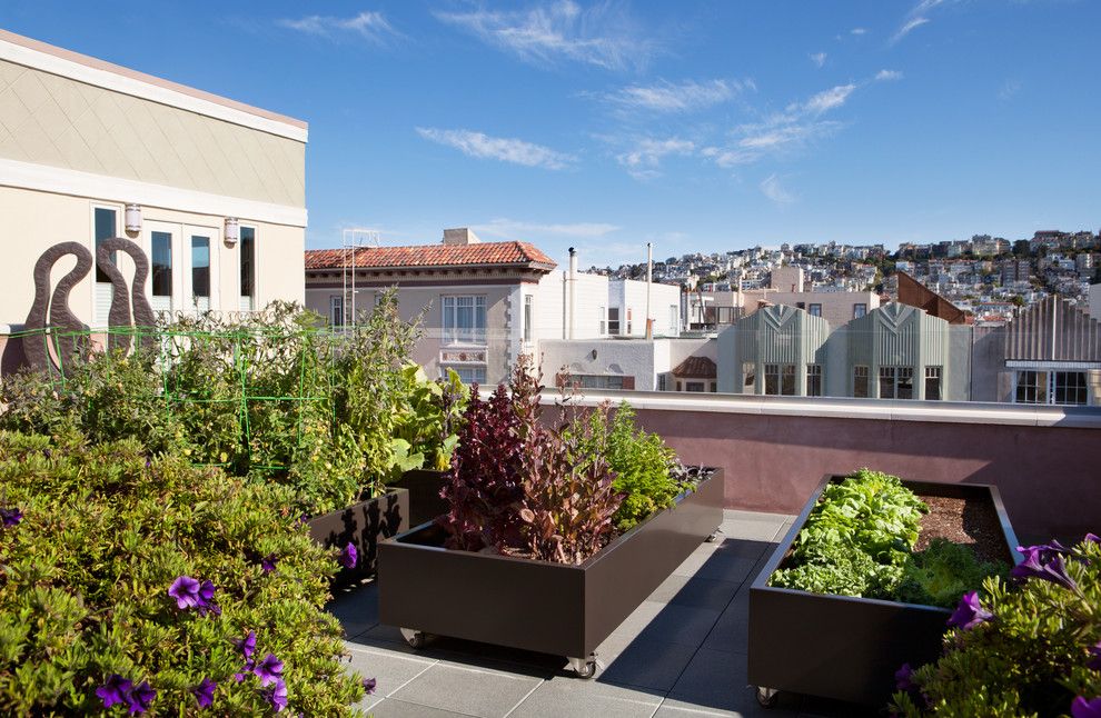 Alden San Francisco for a Modern Deck with a Purple Flowers and San Francisco by Envision Landscape Studio