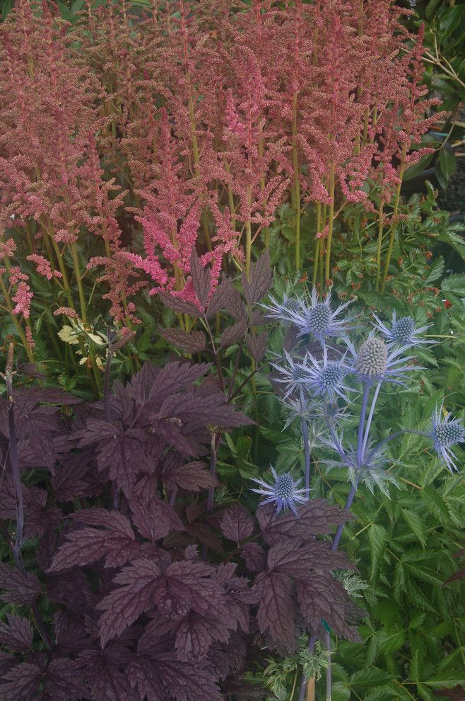 Allside for a Eclectic Landscape with a Eclectic and Actaea/cimicifuga Simplex 'Hillside Black Beauty' by Julie