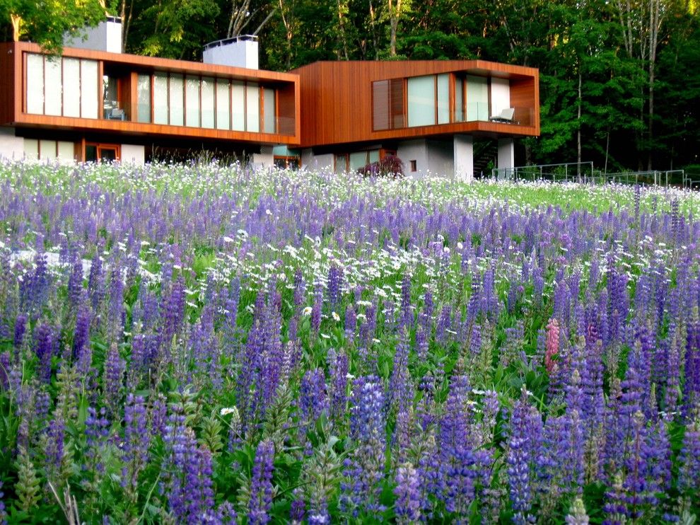 Atwal Eye Care for a Modern Landscape with a Flat Roof and Kent, Ct Wildflower Meadow by Designing Eden Llc