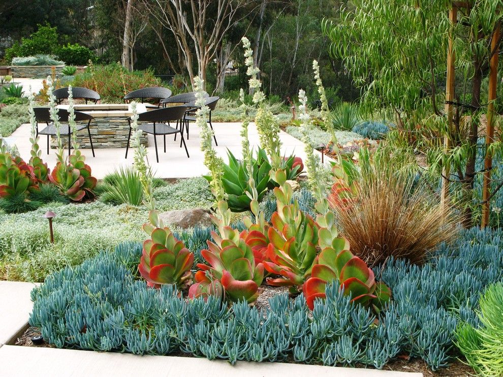 Beach Cottages San Diego for a Contemporary Landscape with a Succulents and Debora Carl Landscape Design by Debora Carl Landscape Design