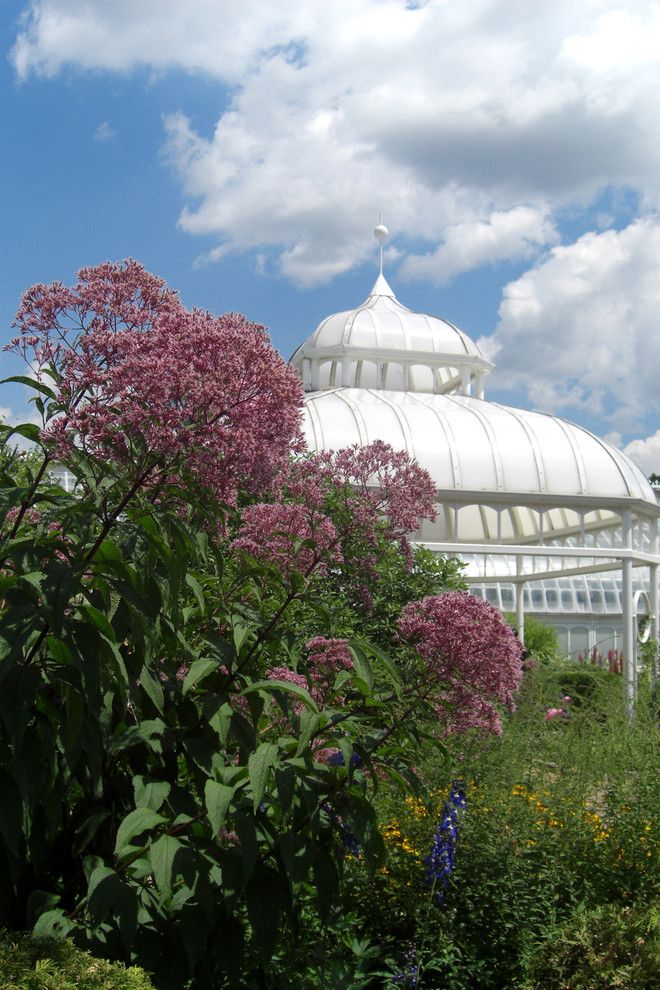 Best Buy Mechanicsburg Pa for a Traditional Landscape with a Perennial and Eupatorium Purpureum Joe Pye Weed by Mary Ellen Margolis