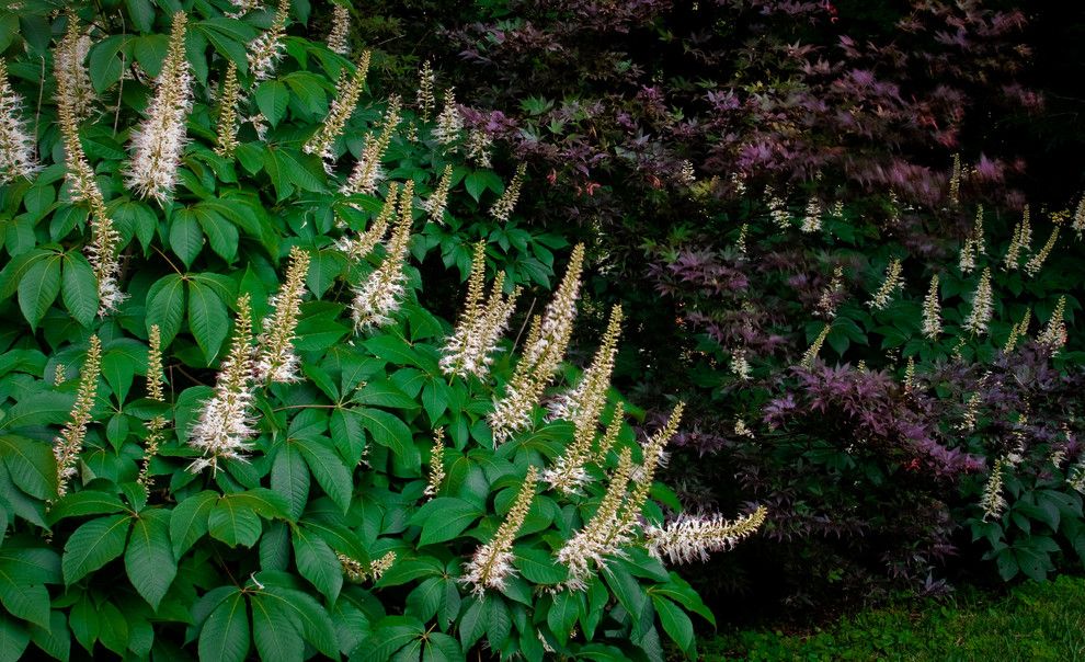 Bottlebrush for a Rustic Landscape with a Modern Landscape and Large Shrubs by Eisler Landscapes