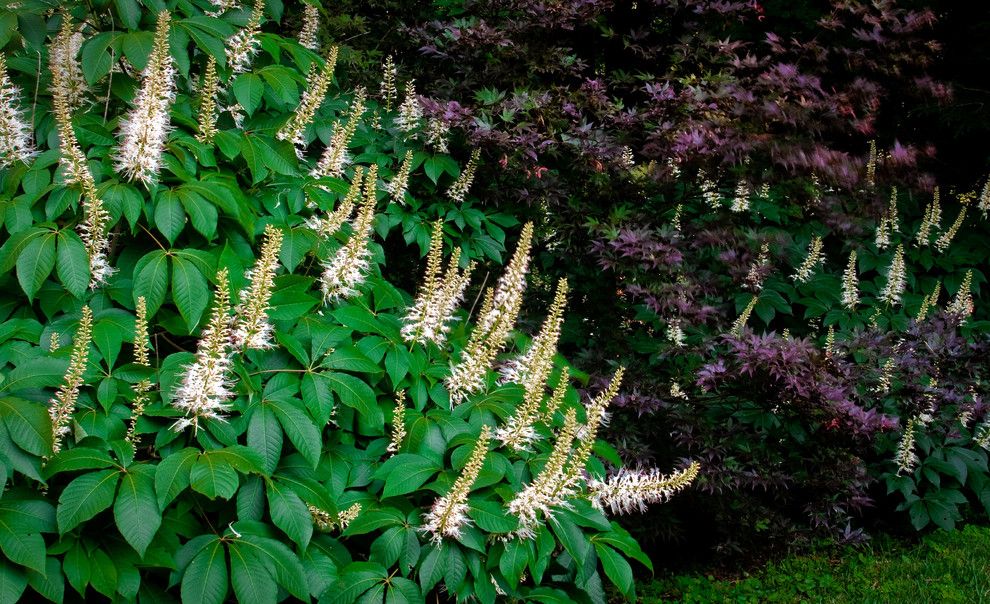 Bottlebrush for a Traditional Landscape with a Bottlebrush Buckeye and 1929 Grand Estate by Eisler Landscapes