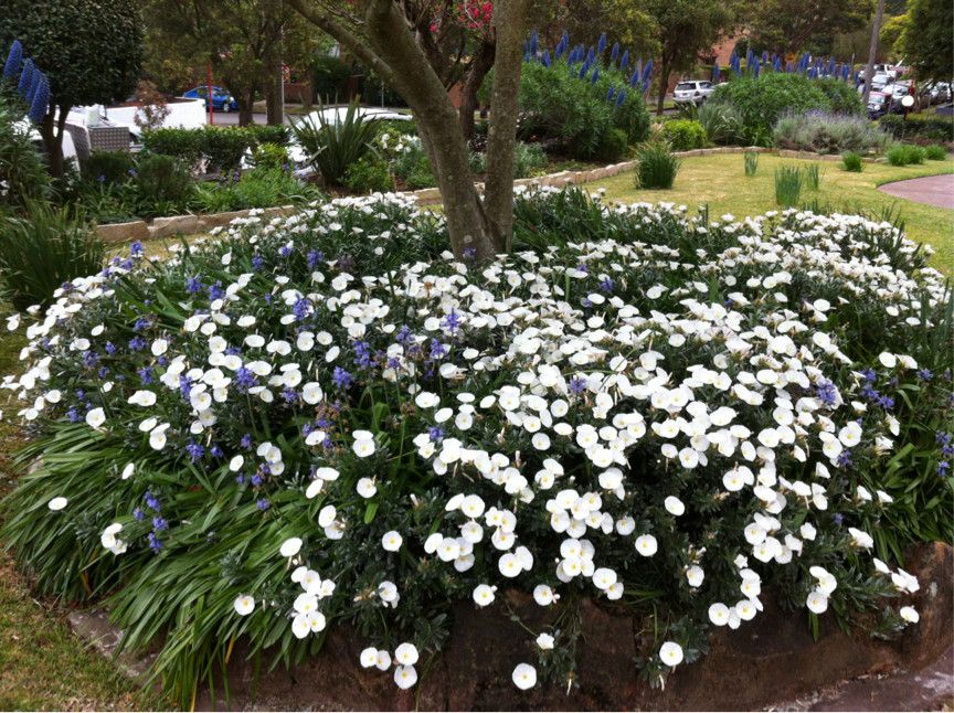 Bottlebrush for a Traditional Landscape with a Flower Display and Heritage Listed Convent by Garden Estate Landscaping