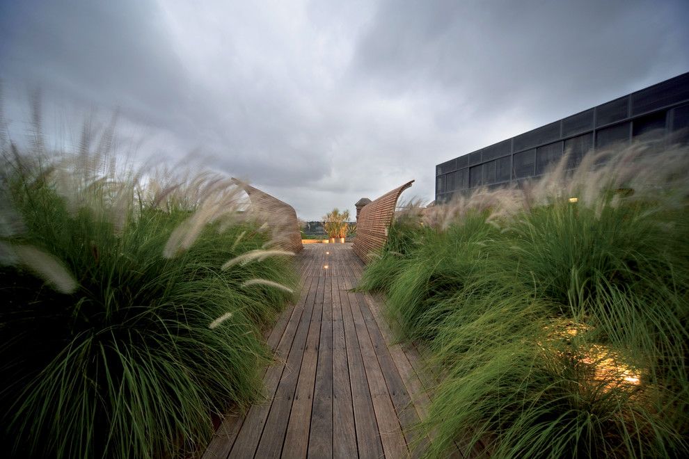 California Grizzly Bear for a Beach Style Landscape with a Landscape Lighting and M Central by Dale Jones Evans Pty Ltd Architecture