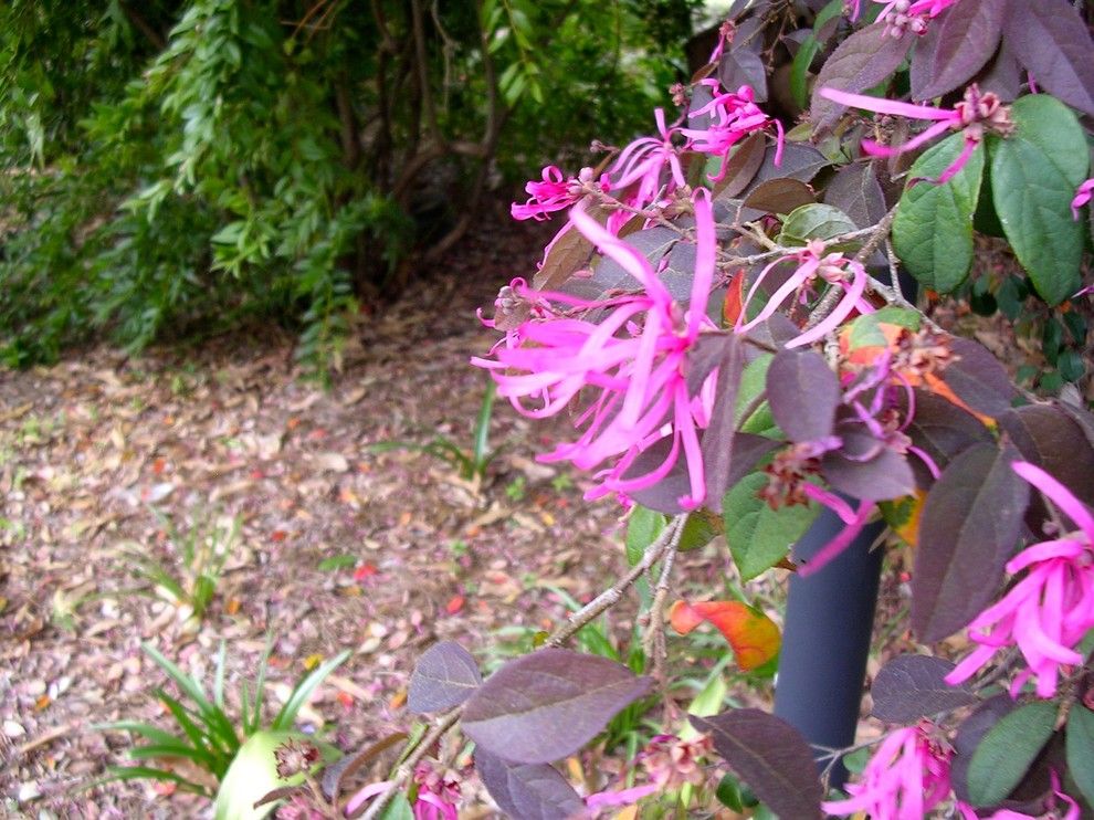 Chinese Fringe Flower for a  Landscape with a  and Atlanta Botanical Gardens Spring 2012 by Becky Harris