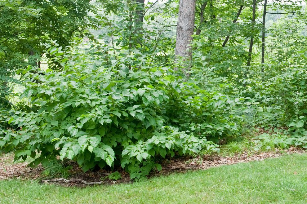 Cornus Racemosa for a  Landscape with a  and Corylus Americana by Holm Design & Consulting Llc