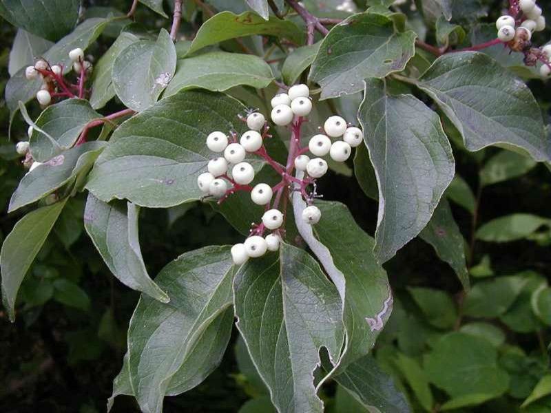 Cornus Racemosa for a  Landscape with a Gray Dogwood and Gray Dogwood (Cornus Racemosa) by Missouri Botanical Garden