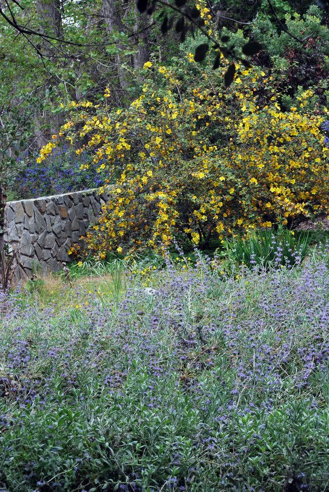 Cornus Racemosa for a Mediterranean Landscape with a Mediterranean and Fremontodendron and Salvia by Brianna Weldon