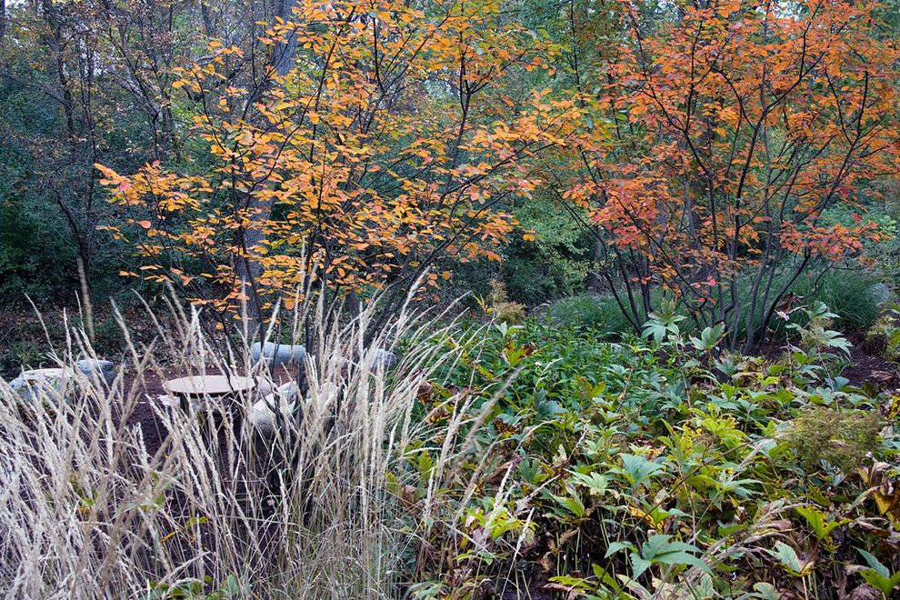 Cornus Sericea for a Contemporary Landscape with a Fall Color and Northbrook, Il Residence (A) by Van Zelst Inc