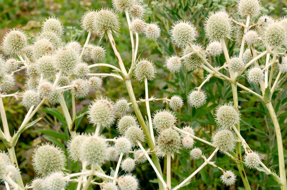 Cornus Sericea for a Traditional Landscape with a Traditional and Rattlesnake Master by Frank Mayfield