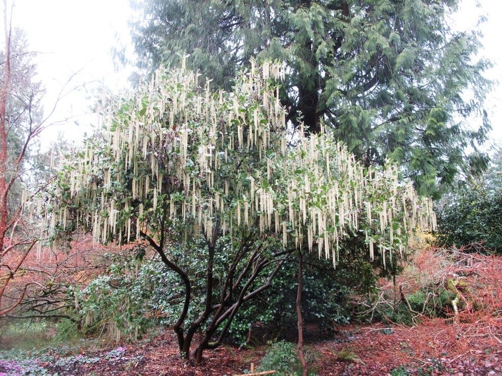 Espalier Fruit Trees for a  Landscape with a  and Garrya Elliptica.jpg by Debra Prinzing