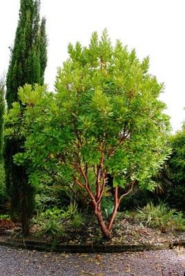 Espalier Fruit Trees for a  Spaces with a  and Arbutus Marina by Djangodawson