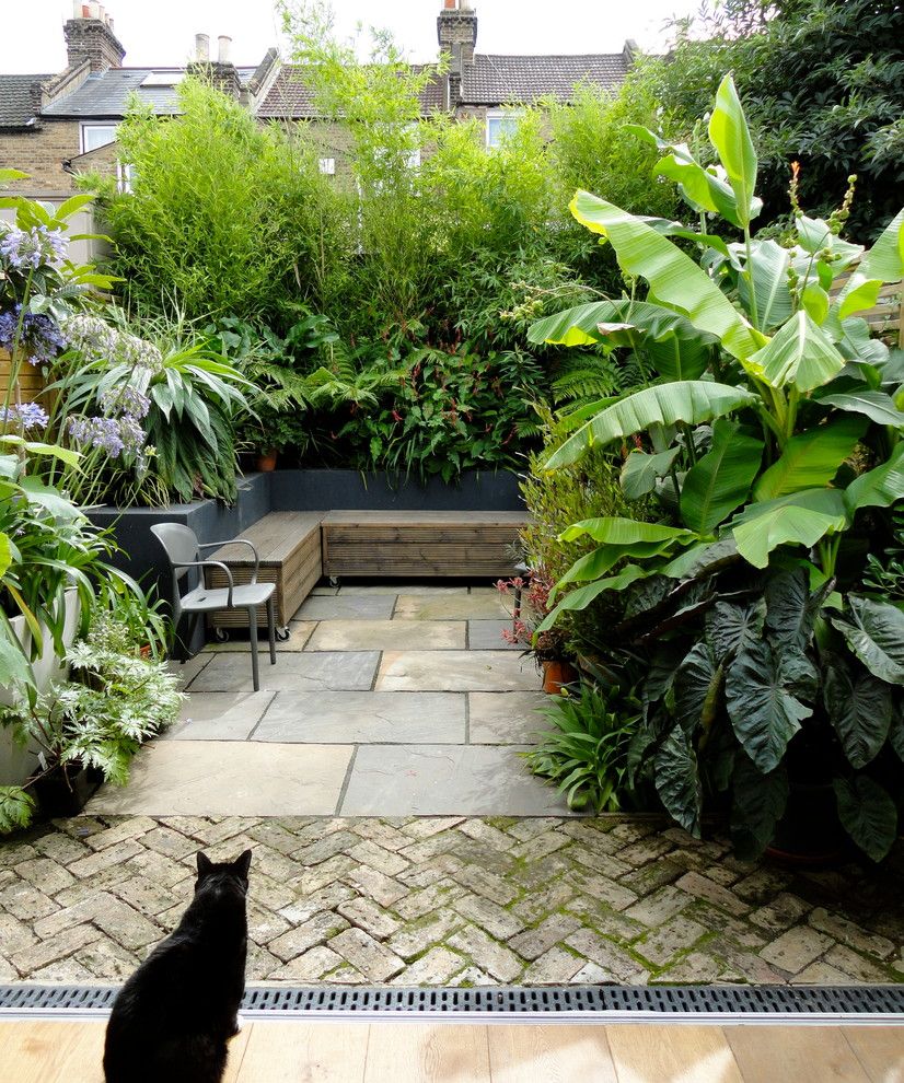 Evergreen Terrace Apartments for a Contemporary Patio with a Tropical Urban Garden and Urban Tropical by Antonia Schofield Garden Design