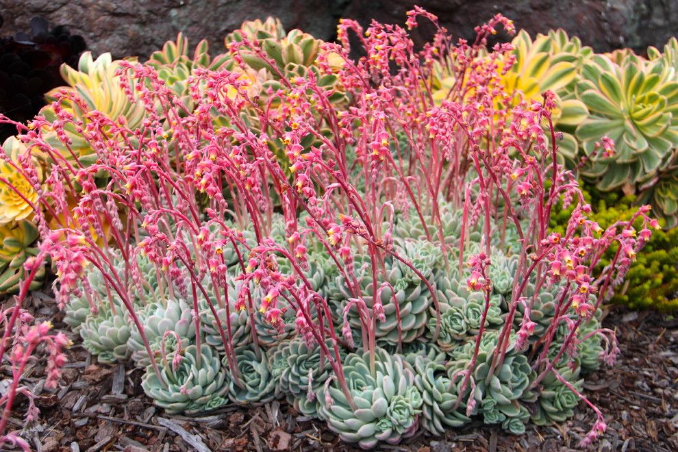 Falling Waters Frank Lloyd Wright for a Mediterranean Landscape with a San Luis Obispo and Elegant Echeveria by Gardens by Gabriel, Inc.