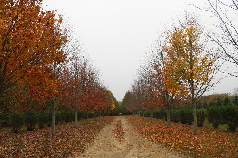 Fannin Tree Farm for a Transitional Landscape with a Perennial Gardens and Southampton Farm by Warren's Nursery