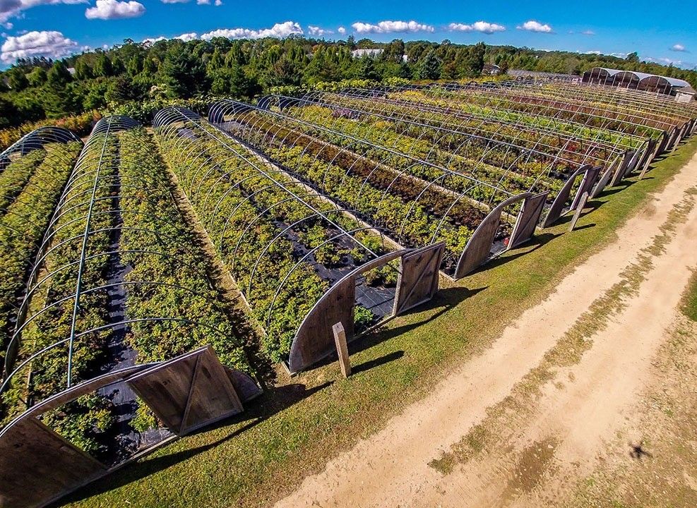 Fannin Tree Farm for a Transitional Landscape with a Perennial Plants and Southampton Farm by Warren's Nursery