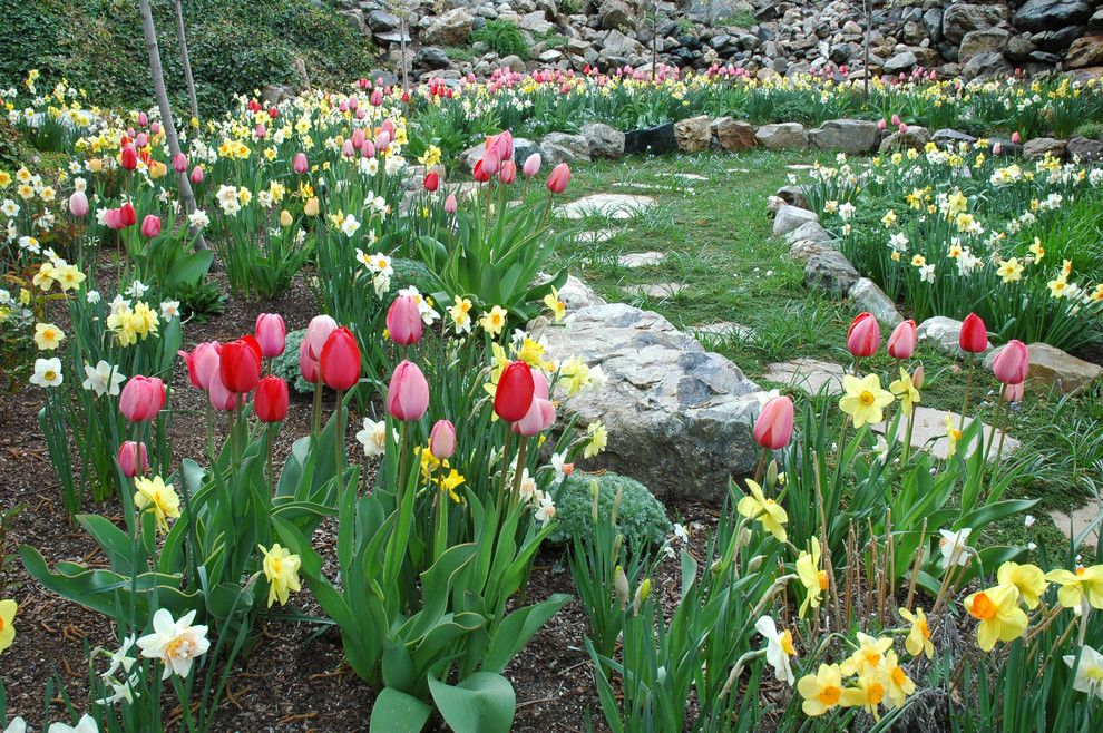 Flowerama for a Traditional Landscape with a Tulips and Clayson by Laughlin Design Associates, Inc.
