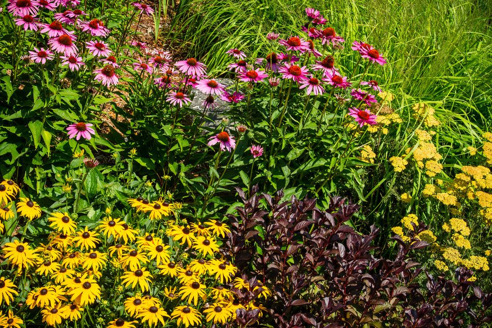 Ginkgo Leaves for a Traditional Landscape with a Coneflower and Cedarburg   Backyard Resort by Ginkgo Leaf Studio