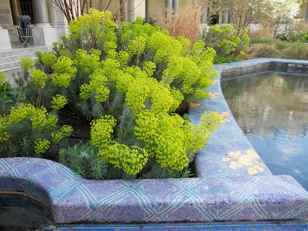 Gopher Plant for a Contemporary Landscape with a Euphorbia and Borrow Garden Ideas From Springtime in Paris by Paintbox Garden