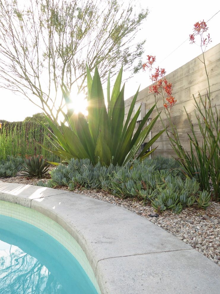 Gopher Plant for a Modern Landscape with a Kangaroo Paw and P House by Ras A, Inc.