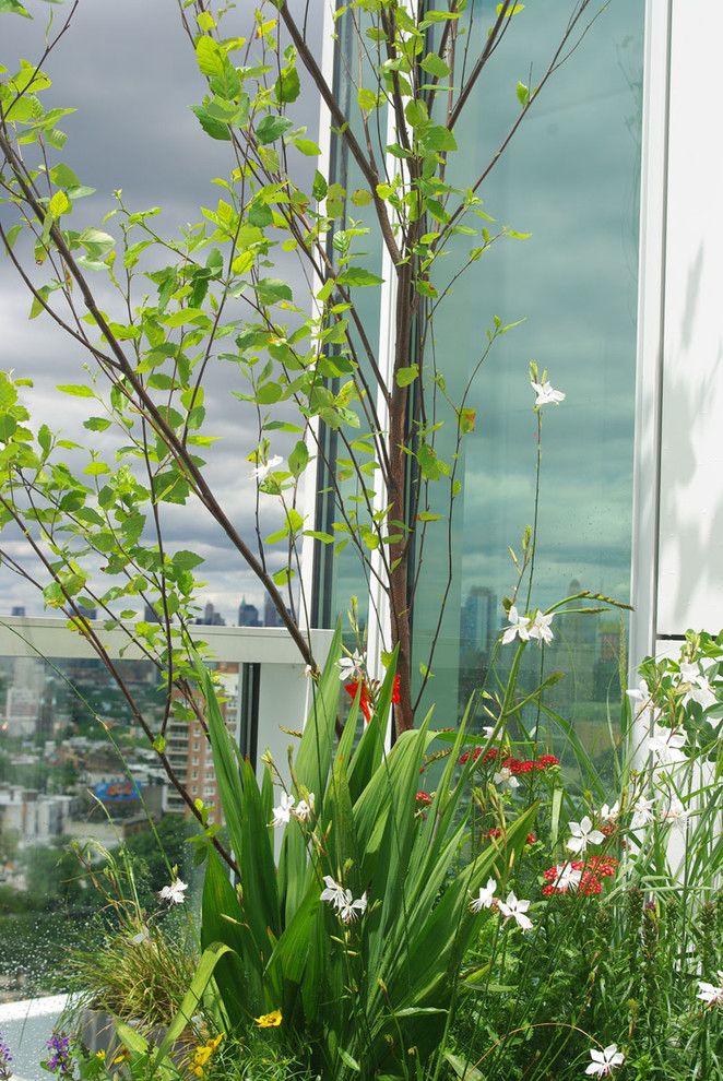 Grand Hyatt Nyc for a Modern Landscape with a Perennial Gardens and Grand Army Plaza Rooftop Garden Ii by Staghorn Nyc