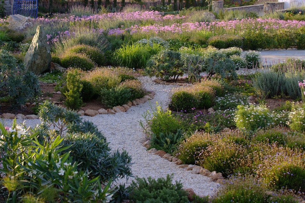 Growing Lavender From Seed for a Mediterranean Landscape with a Mass Plantings and Garden Design in Greece on the Island of Paros by Carolyn Chadwick