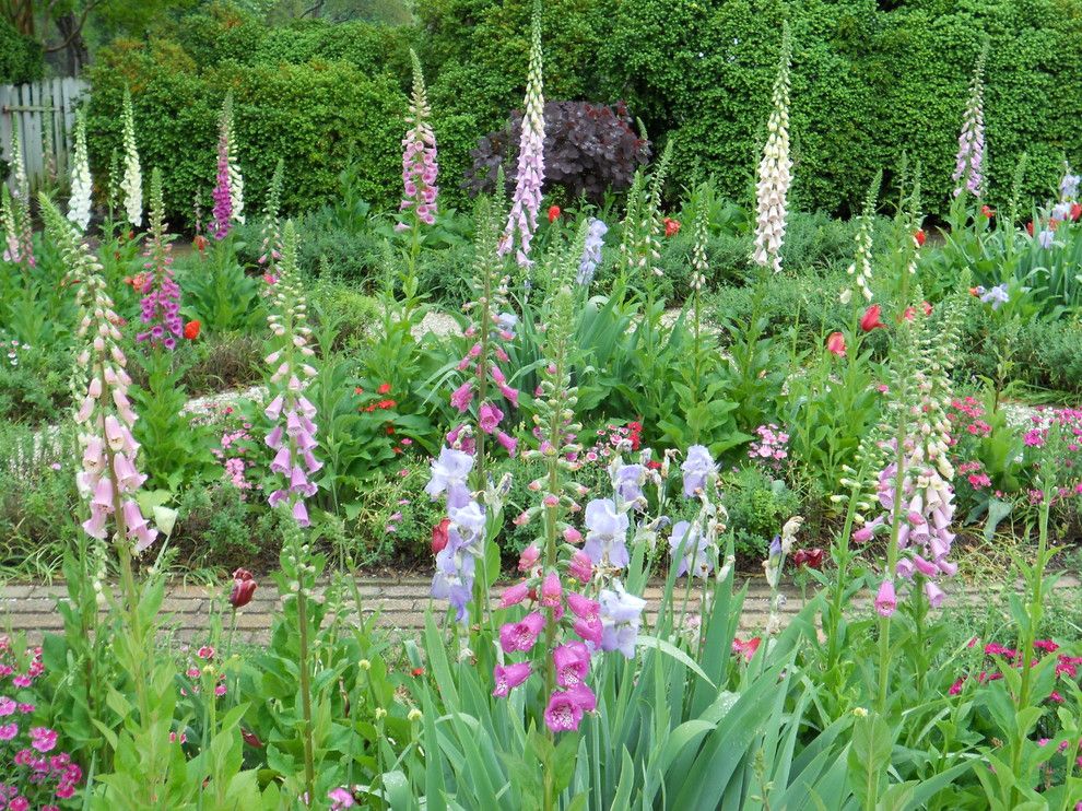 Growing Lavender From Seed for a Traditional Landscape with a Traditional and Classic Garden Styles at Colonial Williamsburg by Paintbox Garden