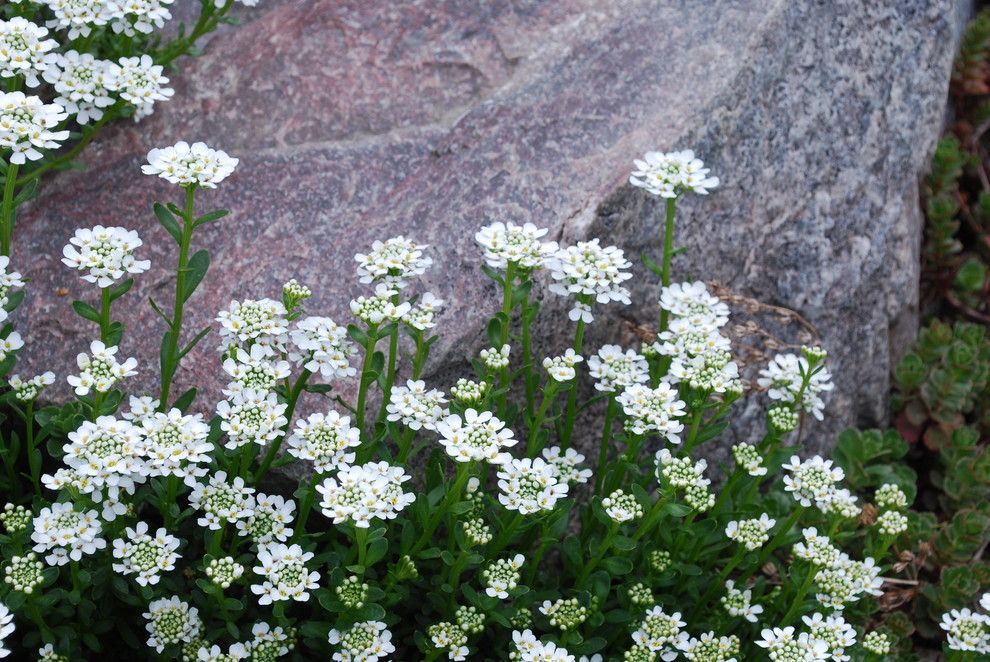Hardiness Zone Map for a Traditional Landscape with a Full Sun and Candytuft, Iberis Sempervirens by Jocelyn H. Chilvers
