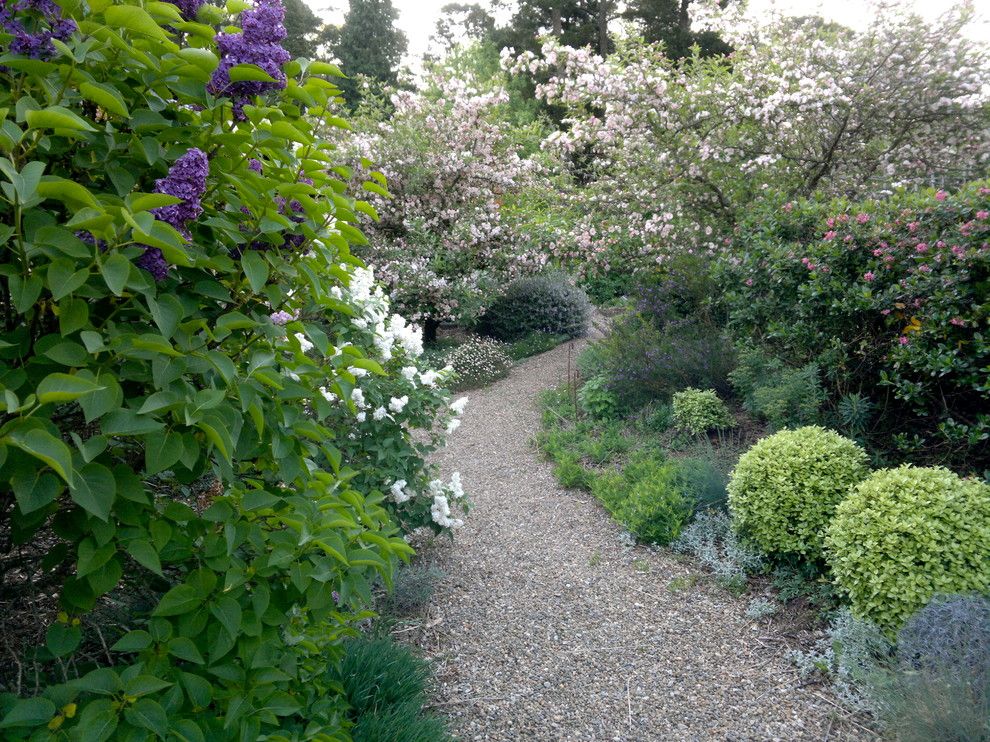 How to Clear a Clogged Drain for a Eclectic Landscape with a Pittosporum Golf Ball and Lathouris Garden by Arthur Lathouris Garden Designer