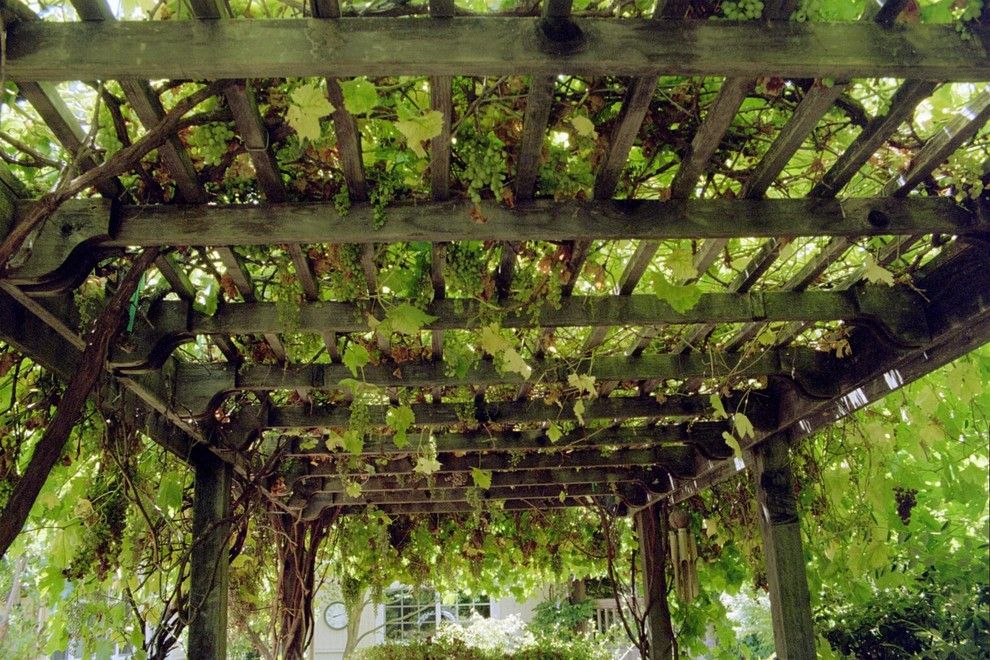 How to Get Rid of Cluster Flies for a Traditional Landscape with a Trellis and Grape Arbor   Overhead by Diane Licht Landscape Architect