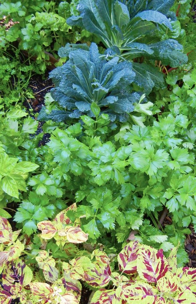 How to Grow Beets for a Eclectic Landscape with a Eclectic and a Vegetable Garden in the Shade by Shawna Coronado