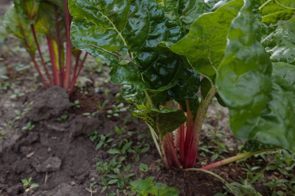 How to Grow Beets for a Farmhouse Spaces with a Farmhouse and My Houzz: Backyard Farming for a Kansas City Family by Jordana Nicholson