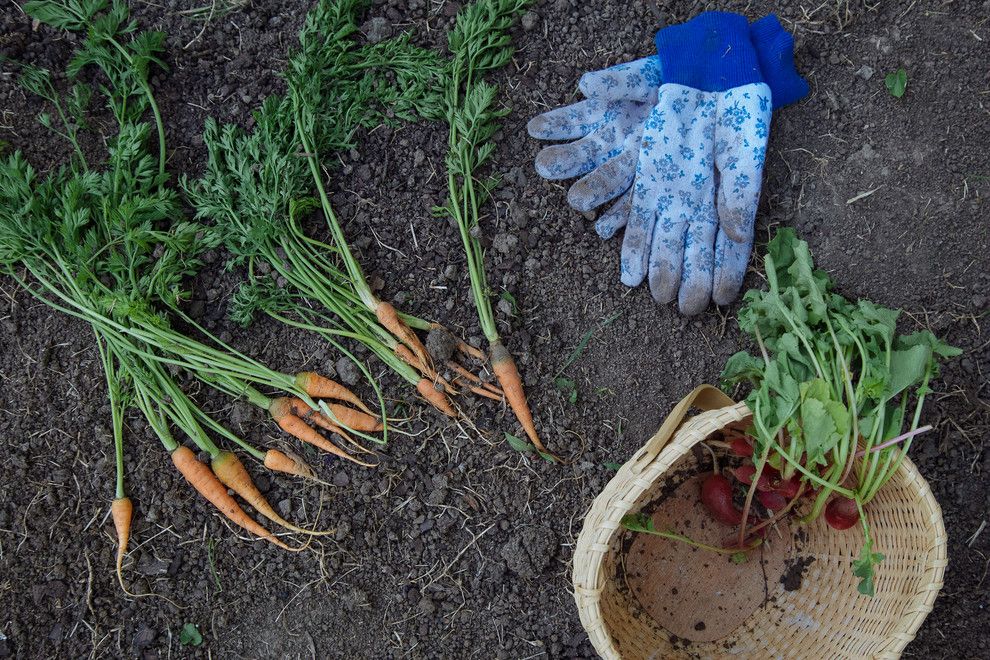 How to Grow Beets for a Farmhouse Spaces with a Farmhouse and My Houzz: Backyard Farming for a Kansas City Family by Jordana Nicholson