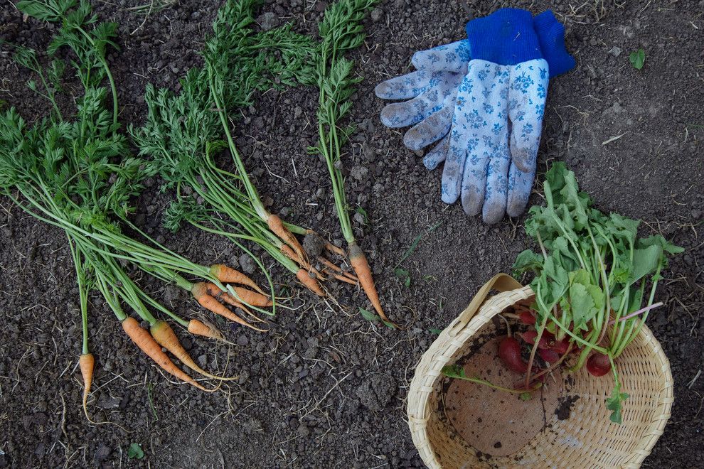 How to Grow Beets for a Farmhouse Spaces with a Farmhouse and My Houzz: Backyard Farming for a Kansas City Family by Jordana Nicholson