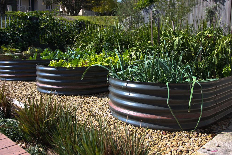 How to Grow Beets for a Modern Landscape with a Modern and Hunters Hill Garden by Sushiiphoto