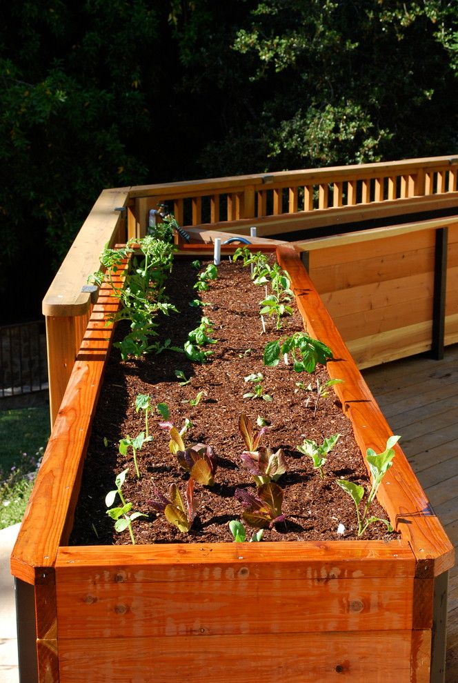 How to Grow Radishes for a Traditional Deck with a Organic Vegetable Garden and Jd Garden, Hillsborough by Steve Masley Consulting and Design