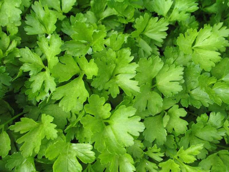 How to Grow Radishes for a Traditional Landscape with a Traditional and Parsley by Missouri Botanical Garden